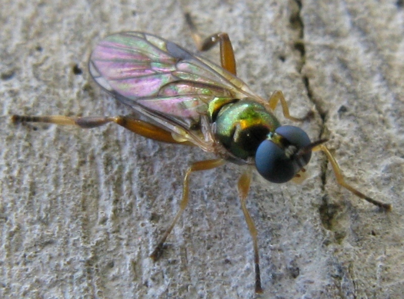 Chorisops sp stratiomyidae